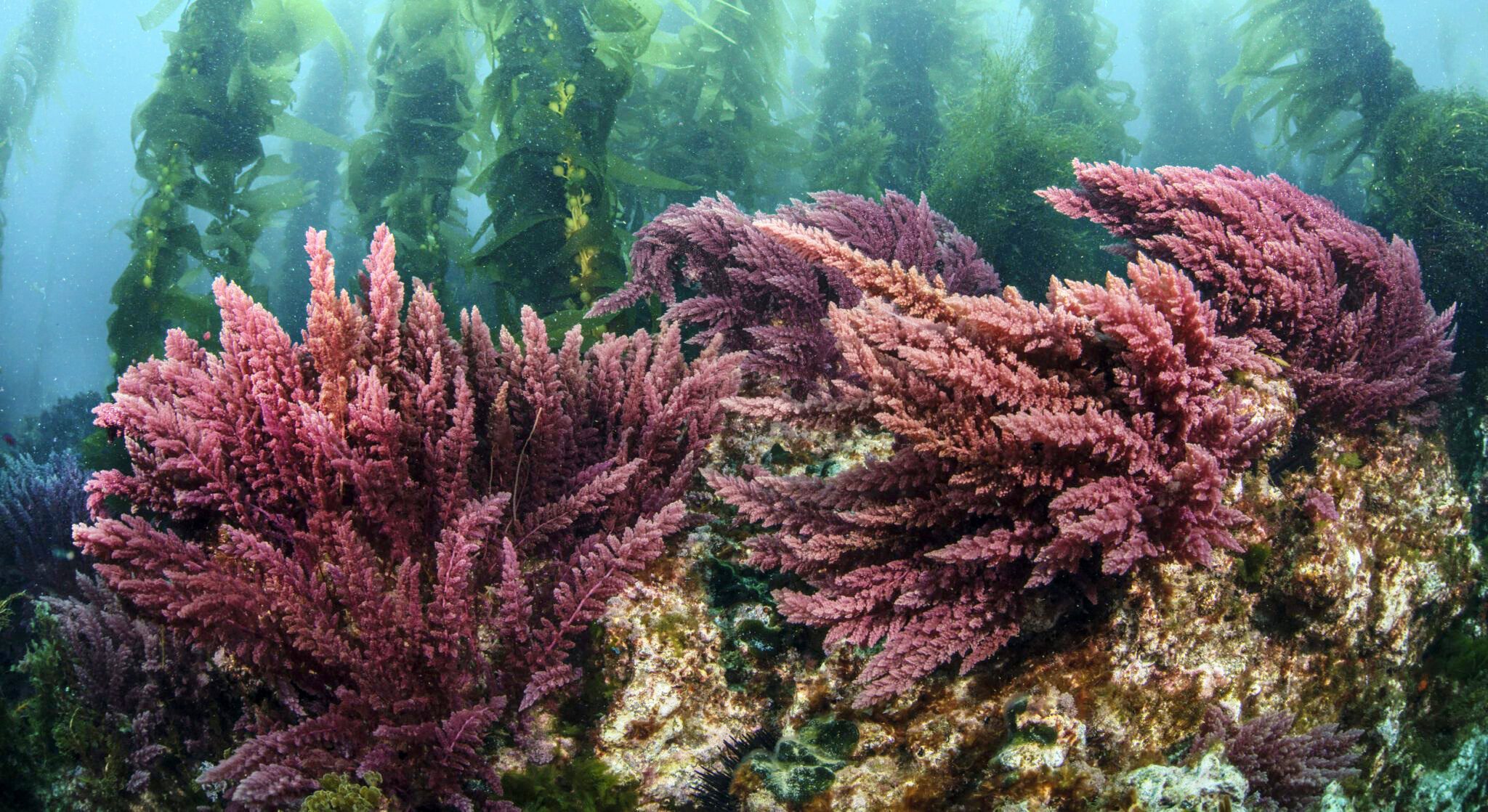 Are Sea Vegetables the Unlikely Heroes of the Climate Crisis?